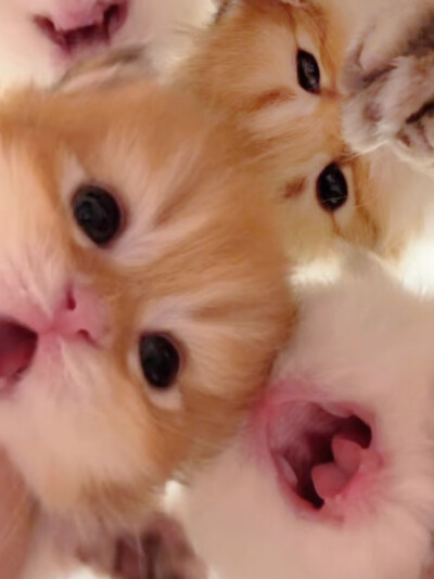 可爱小猫咪