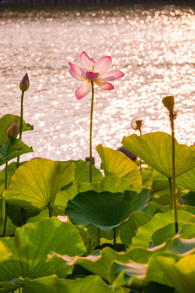 以荷花之名 赴一场仲夏之约 ​