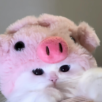 可爱猫咪 头像