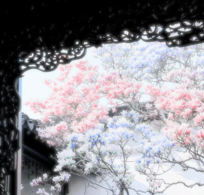 さくら（樱花）