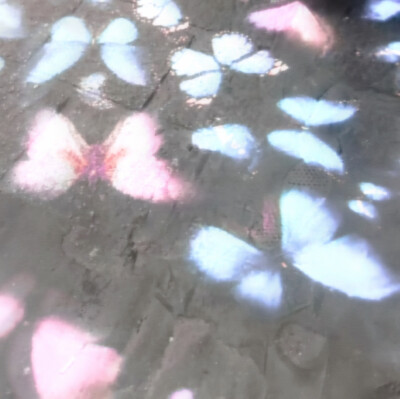 さくら（樱花）