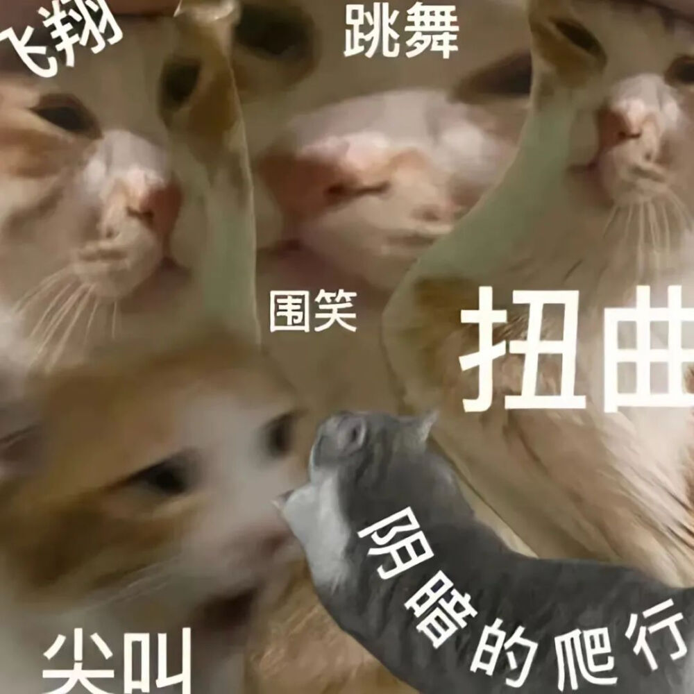 猫猫表情包