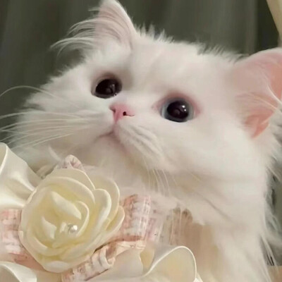 可爱猫咪 头像