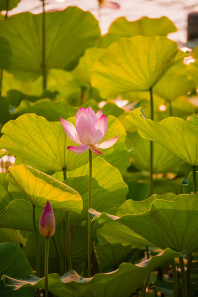 以荷花之名 赴一场仲夏之约 ​