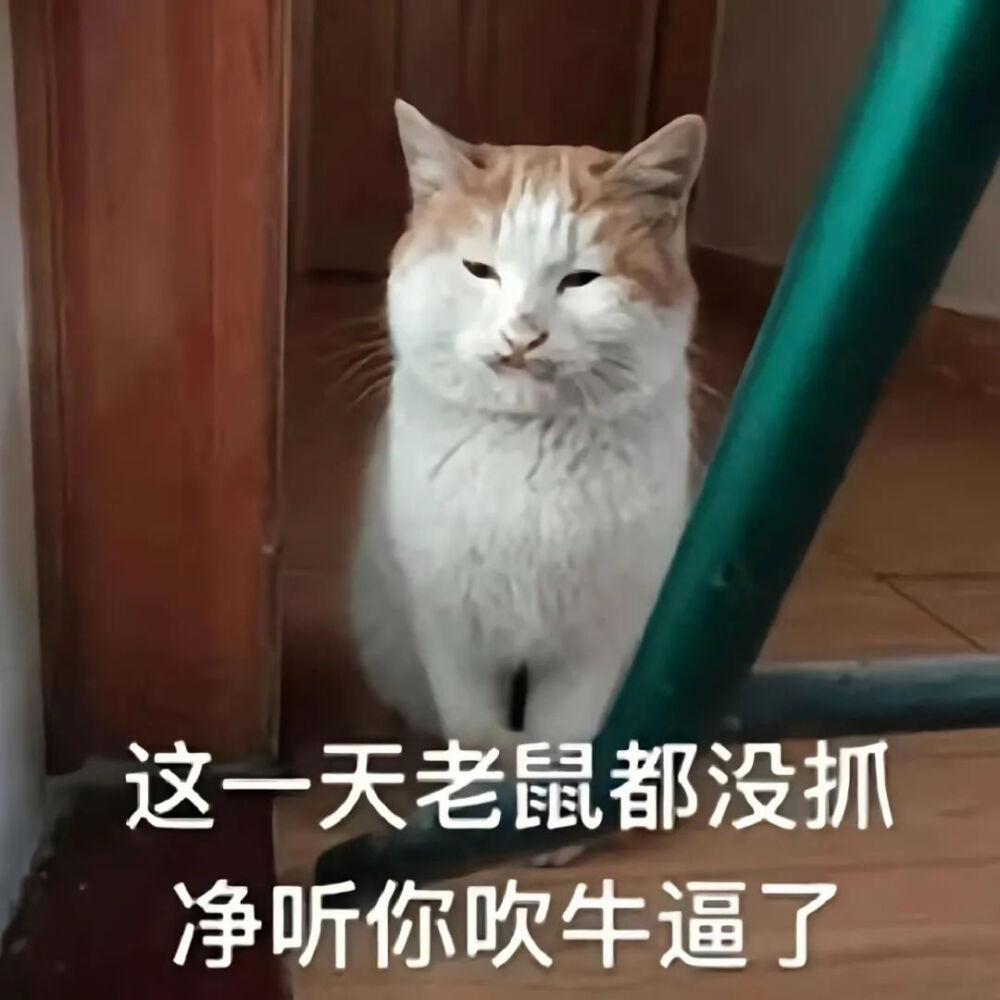 猫猫表情包