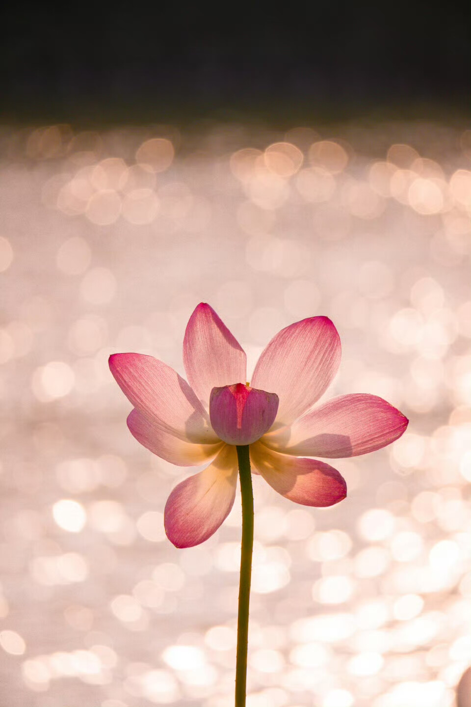 以荷花之名 赴一场仲夏之约 ​