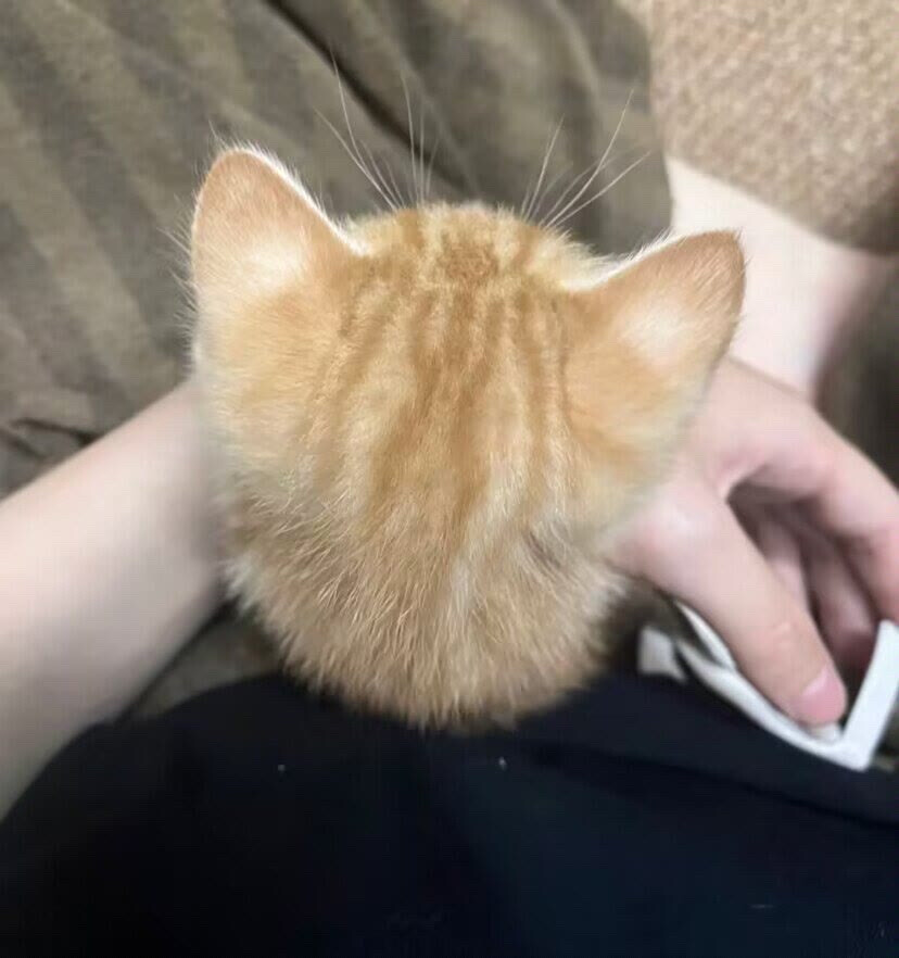 侵权删