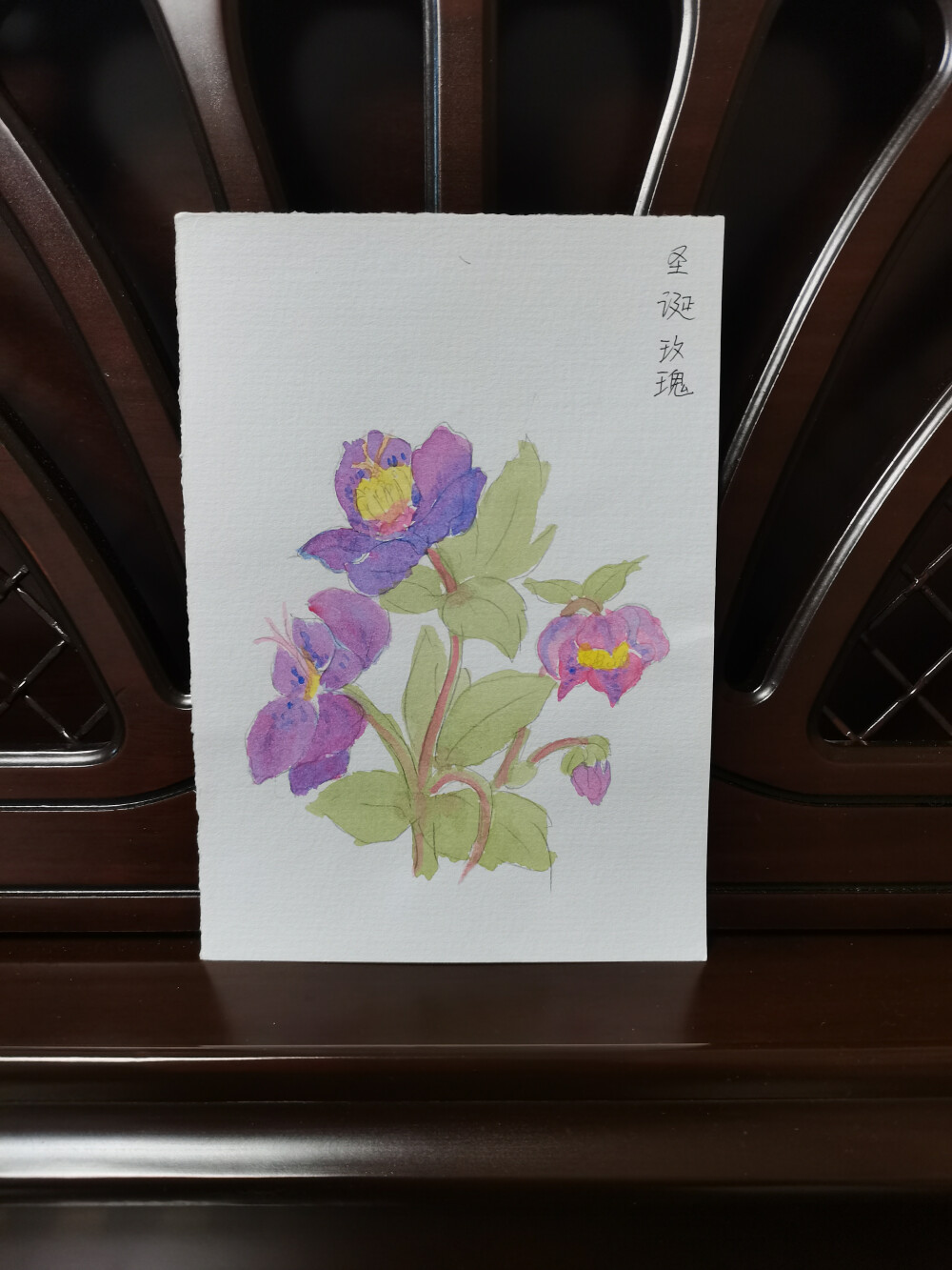 20 圣诞玫瑰（绘画 | 水彩 | 果花甘04）
2018.07.01
这次的圣诞玫瑰是轻柔的紫粉色。
以往画的圣诞玫瑰，要么颜色深浓，要么形态野性。用这么轻柔的紫粉色画还是初尝试。
这次的梦幻紫粉色圣诞玫瑰，我私心不想让它开在冬日里了。
夏夜的色调浪漫。傍晚站立于山野，西边的晚霞才散，残留些微粉紫红，而东面的天幕就蓝如宝石。
大片的花海、草浪，都在四合的暮色中唱起歌来。
这些圣诞玫瑰，把这日夏夜，倒映在花瓣之上。