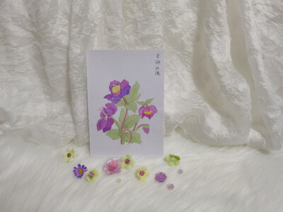 20 圣诞玫瑰（绘画 | 水彩 | 果花甘04）
2018.07.01
这次的圣诞玫瑰是轻柔的紫粉色。
以往画的圣诞玫瑰，要么颜色深浓，要么形态野性。用这么轻柔的紫粉色画还是初尝试。
这次的梦幻紫粉色圣诞玫瑰，我私心不想让它…