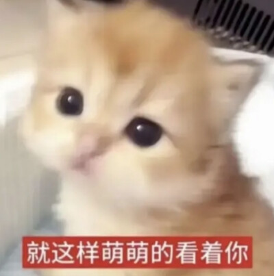 表情包