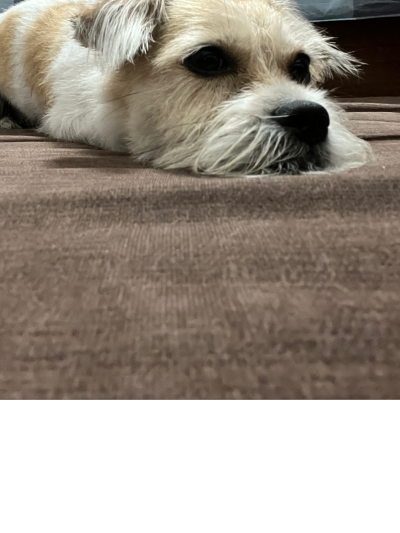 不爱洗澡的卷卷