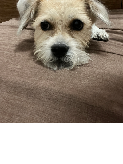 不爱洗澡的卷卷