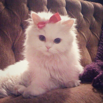 猫猫狗狗头像