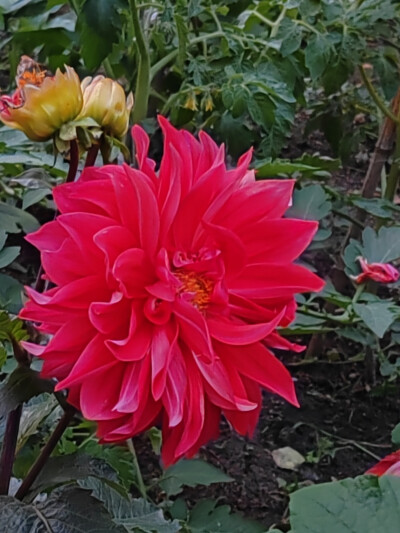 花