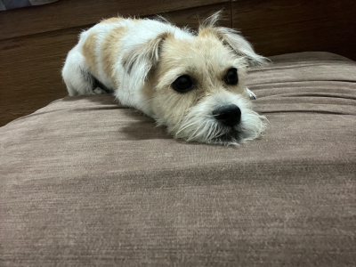 不爱洗澡的卷卷