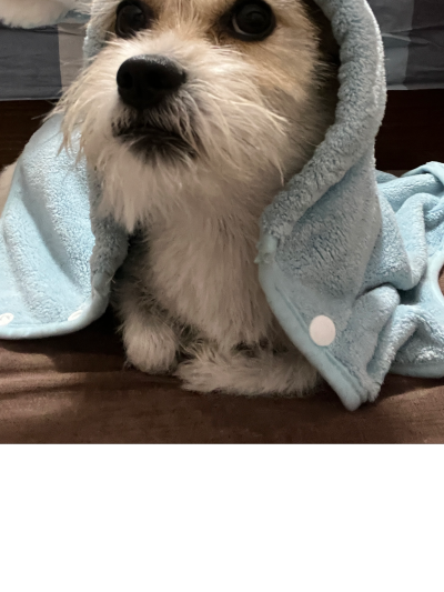 不爱洗澡的卷卷