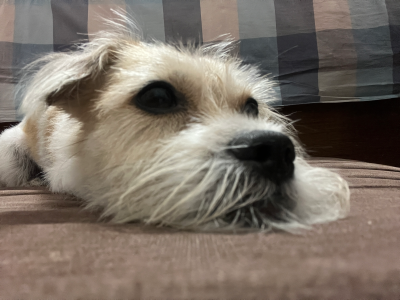 不爱洗澡的卷卷