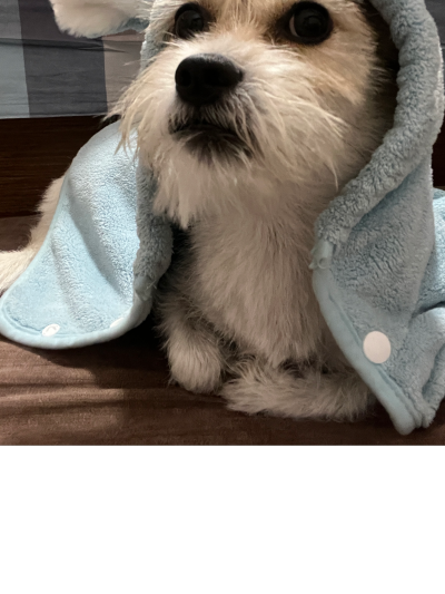 不爱洗澡的卷卷