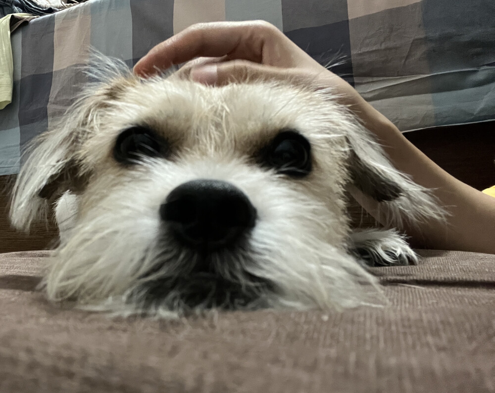 不爱洗澡的卷卷