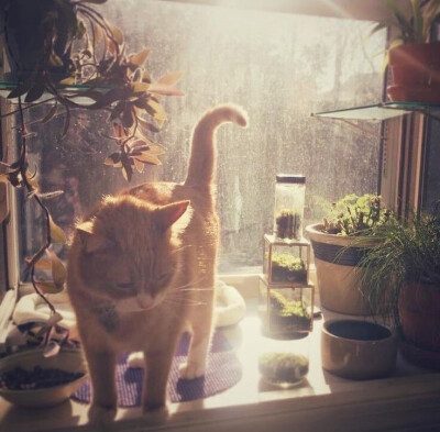 猫猫狗狗头像