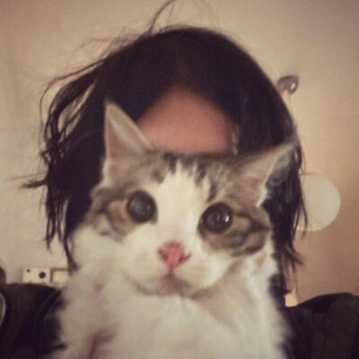 猫猫狗狗头像