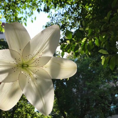 百合花背景图