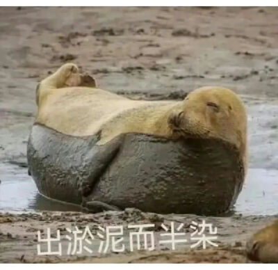 表情包