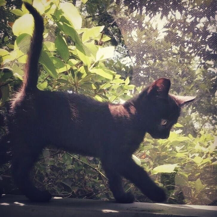 猫猫狗狗头像