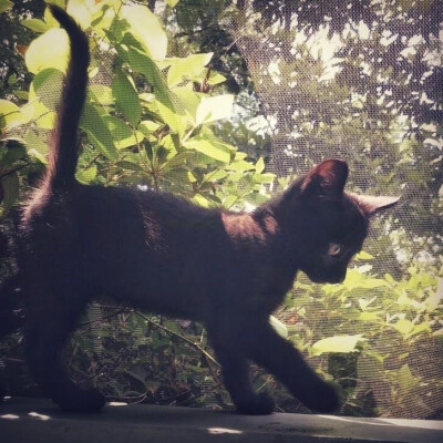 猫猫狗狗头像