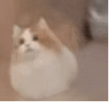 表情包