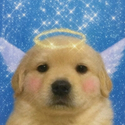 ：豆奶泡泡花