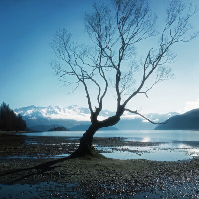 介于北树和栀子
