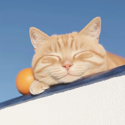 头像 猫猫狗狗