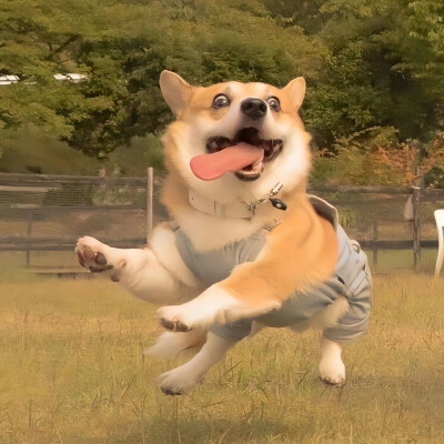 头像 猫猫狗狗