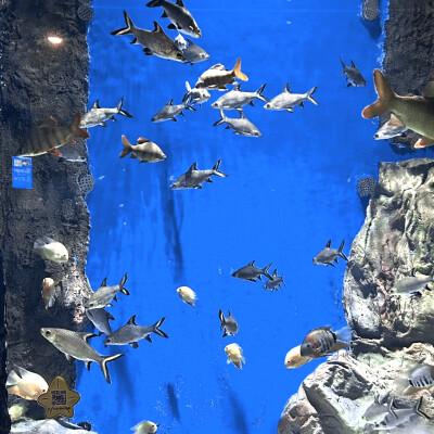 李诗洁你个小猫！