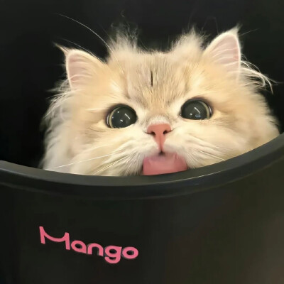 头像 猫猫狗狗