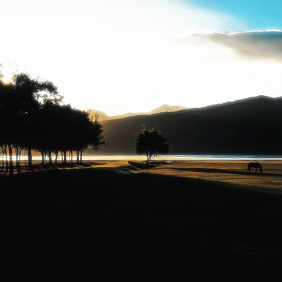 介于北树和栀子