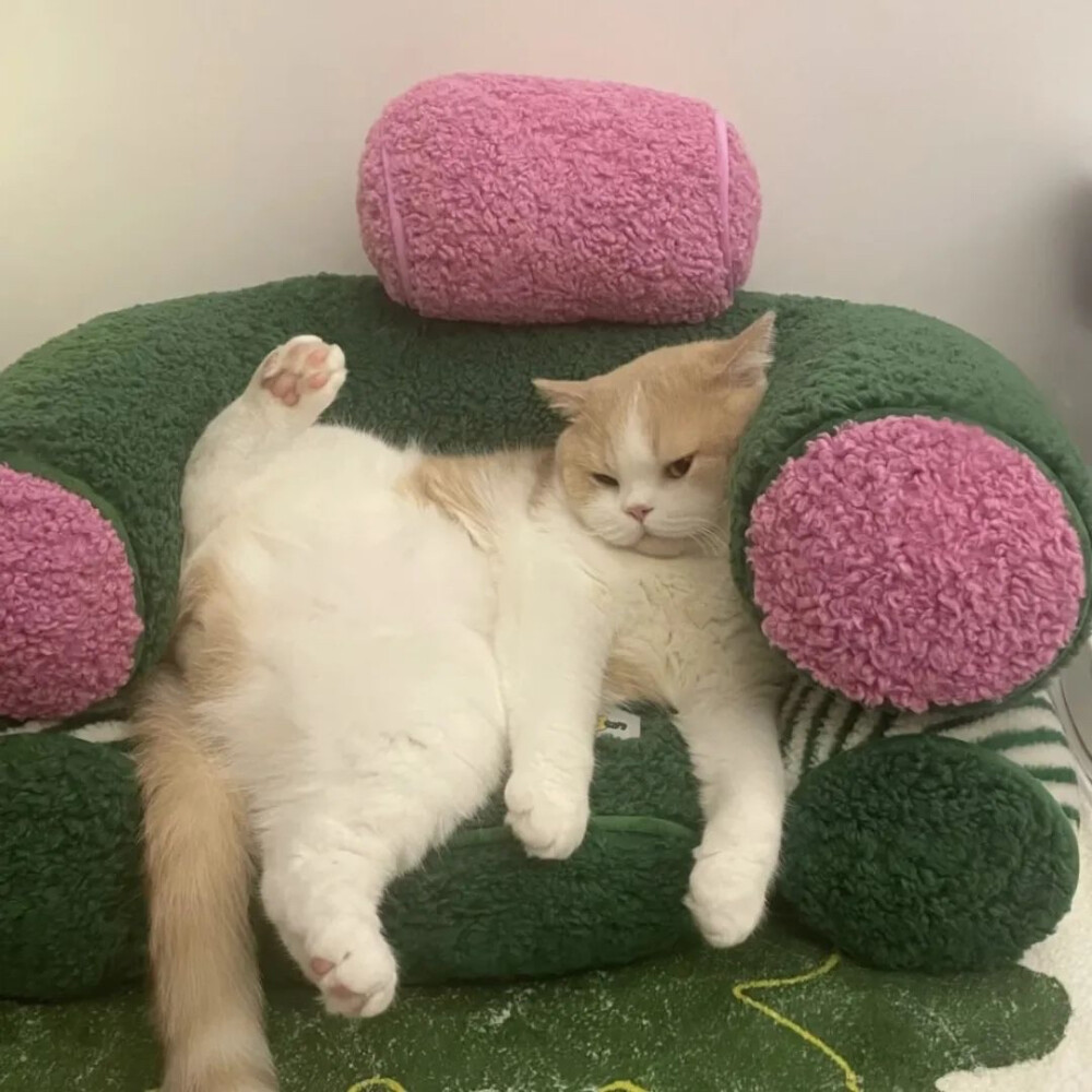 头像 猫猫狗狗