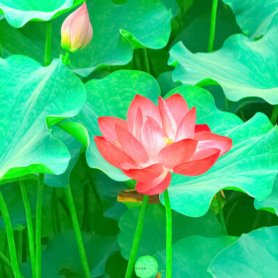 荷花背景图