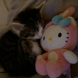 晚安小猫
#萌宠头像#