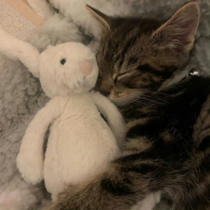 晚安小猫
#萌宠头像#