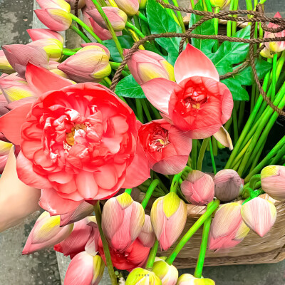 荷花背景图