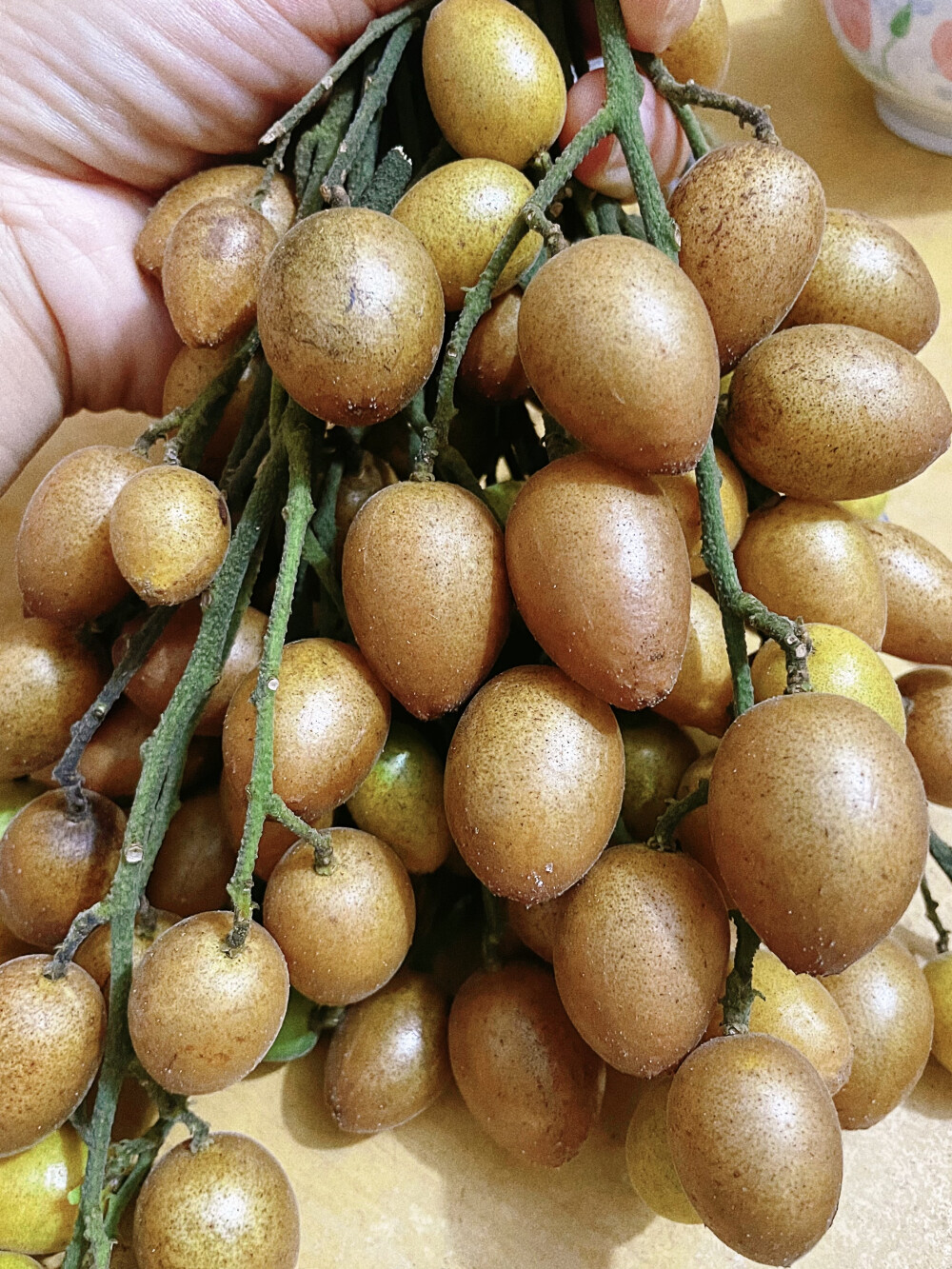 黄皮