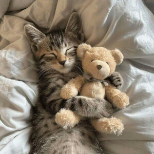 晚安小猫
#萌宠头像#