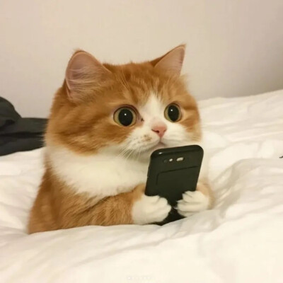 猫咪头像