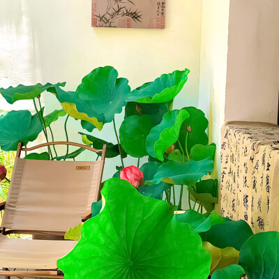 荷花背景图