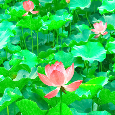荷花背景图