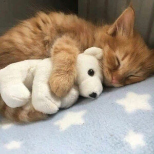 晚安小猫
#萌宠头像#