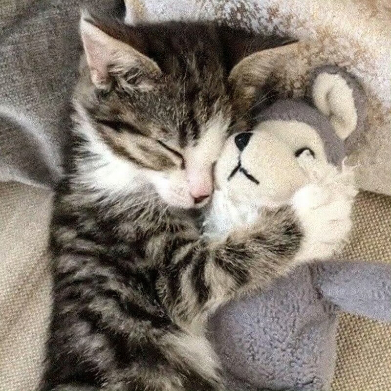 晚安小猫
#萌宠头像#