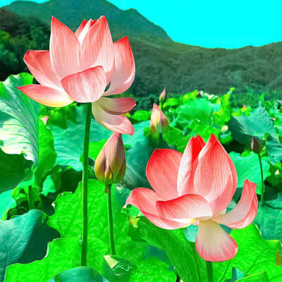 荷花背景图